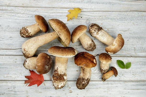 秋季新鲜的豪猪或豪猪蘑菇