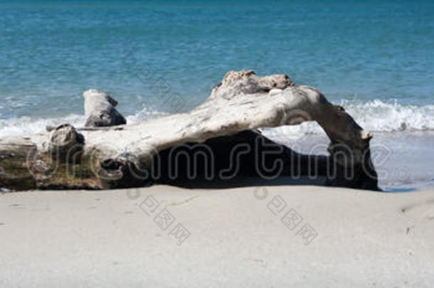 在白沙热带海滩冲浪时的漂流木