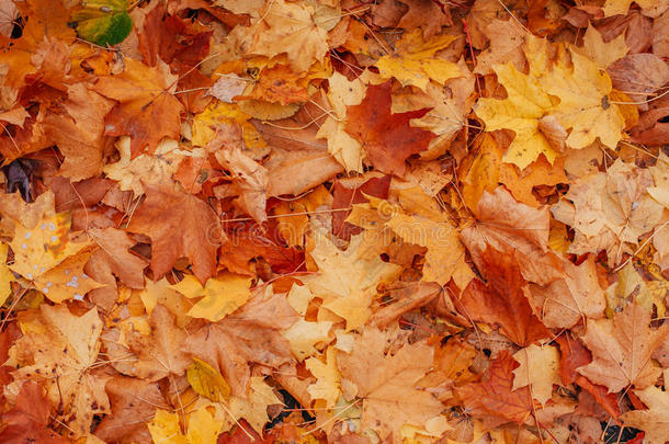 秋天落叶的五颜六色的背面形象。