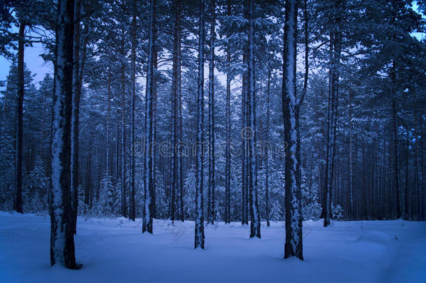 冬天的清晨在松树林里
