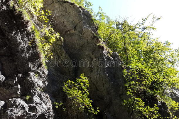 砍倒，打倒(fell的第三人称单数);有叶的，覆有叶的(foliate的过去式和过去分词);来临;成为;