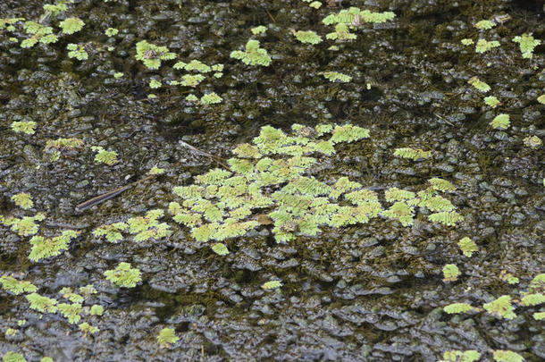 水面上的绿藻