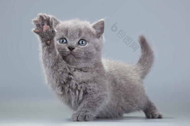 灰色背景上的蓝色英国小猫