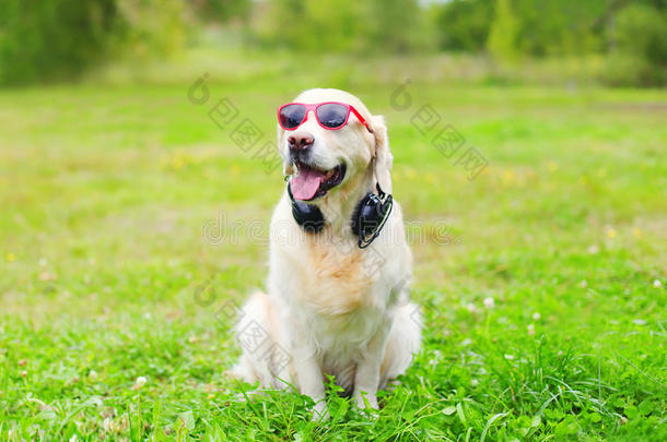 戴着耳机的红色太阳镜的<strong>金色</strong>猎犬在草地上听<strong>音乐</strong>
