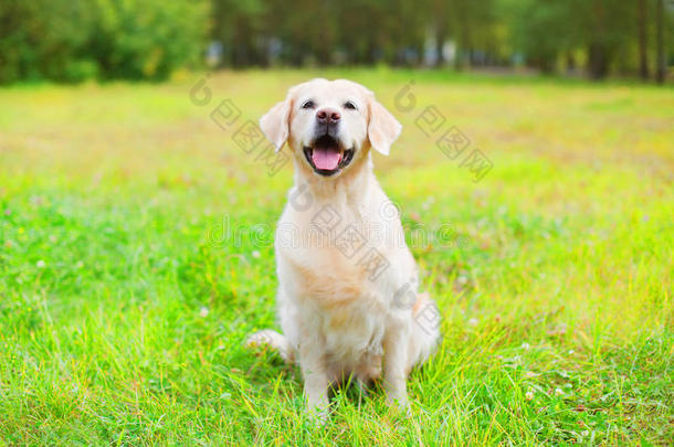夏天坐在草地上的美丽快乐的金色猎犬