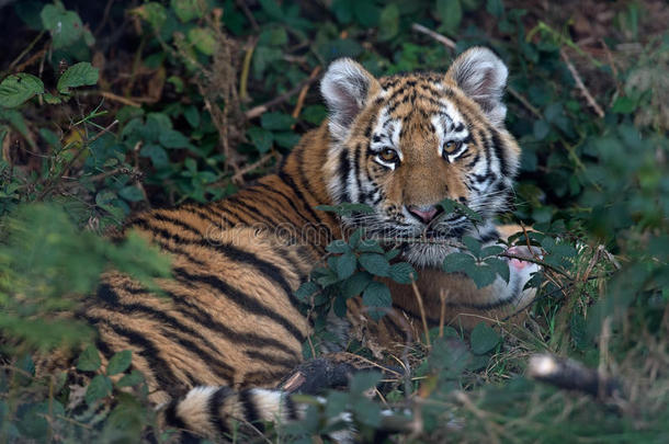 西伯利亚虎幼崽（panthera tigris altaica）