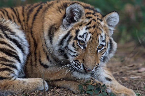 西伯利亚虎幼崽（panthera tigris altaica）