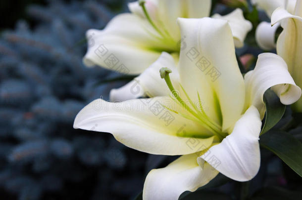 美丽的花白色百合花背景的叶子