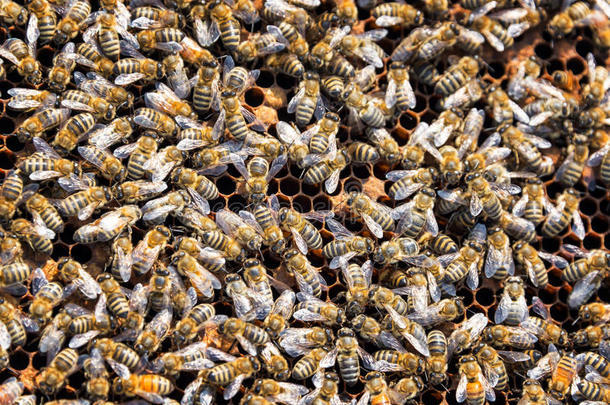 农业养蜂人养蜂场蜜蜂蜂巢