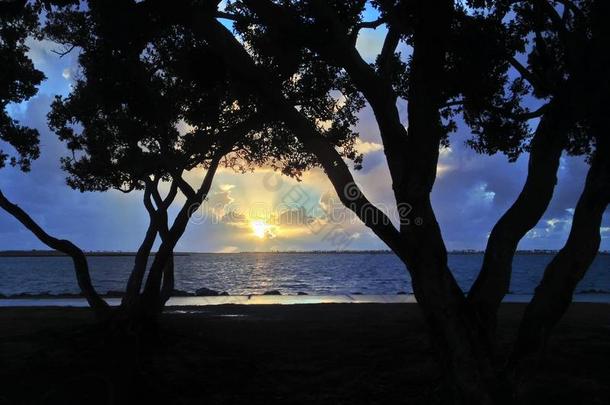 海湾边树木之间五颜六色的日落