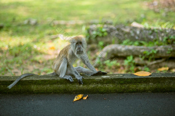 动物猿亚洲宝贝行为