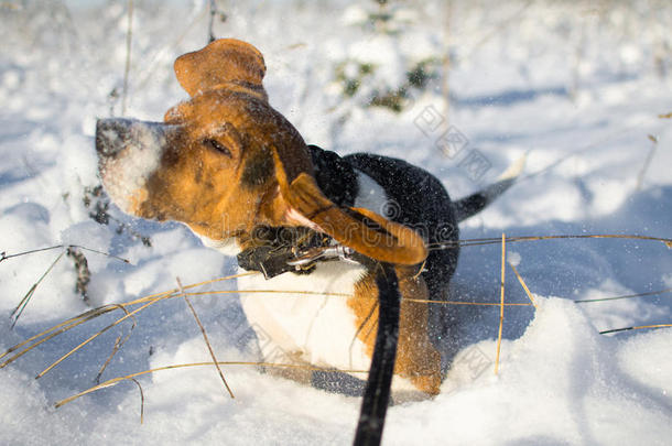 狗从雪中颤抖。 比格在荒野里散步。 冬天清新的一天