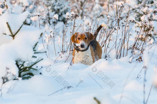 比格盯着摄像机。 猎人狗呆在<strong>雪地</strong>里。 小猎犬在<strong>雪地</strong>里的头
