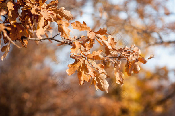 秋叶飘落下来。 特写照片，重点是叶子。