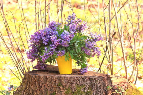 第一朵春天的花。 春天的花朵。 春天的背景。 一束森林花。