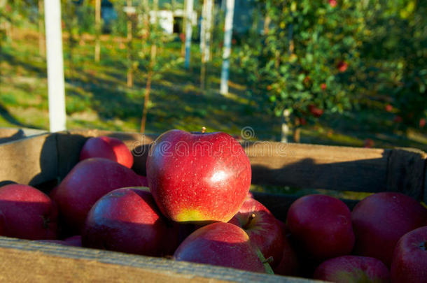 <strong>果园</strong>里一个盒子里的新<strong>鲜</strong>健康苹果。 夏季和秋季的农业。