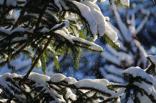 从冷杉树枝上飘落的雪在阳光下，冬天的大自然