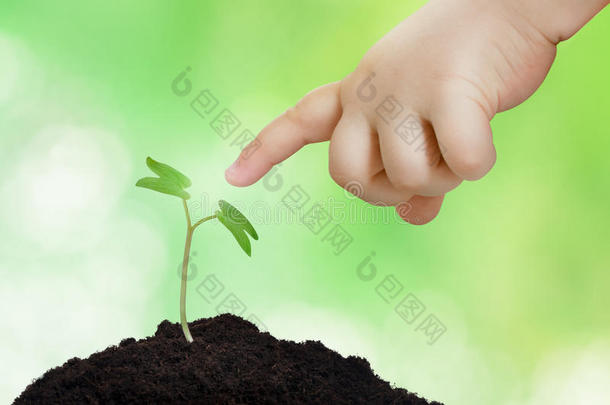 植树造林农业宝贝开始植物学