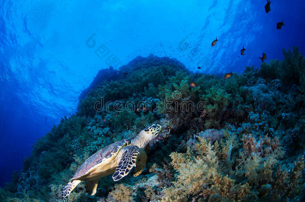 珊瑚礁里的绿色海龟