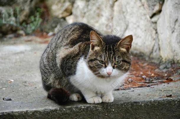 动物秋天猫寒冷的感觉