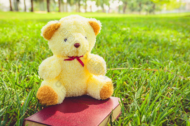 泰国公共公园的熊娃娃和小书