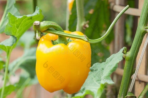 种植园的新鲜<strong>黄色甜椒</strong>。