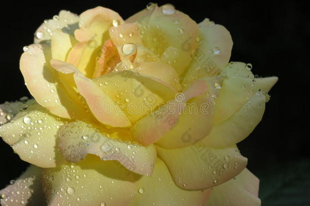 玫瑰上的雨滴