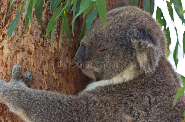 动物澳大利亚考拉有袋动物自然