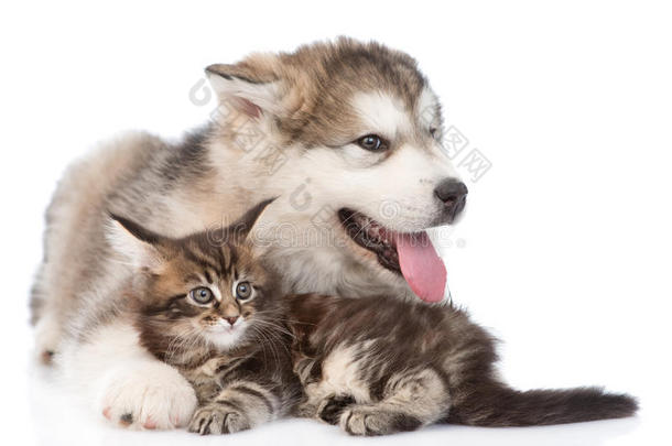 阿拉斯加马拉穆特小狗抱着缅因州的小猫<strong>看</strong>着<strong>远方</strong>。 孤立的