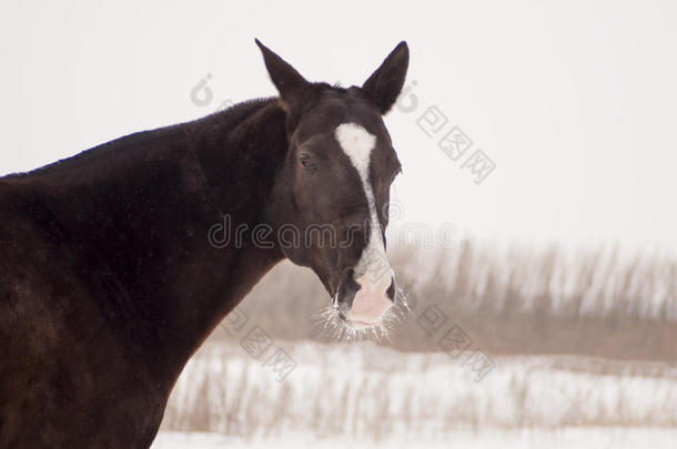站在雪地里的一匹有着白色<strong>火焰</strong>的黑马