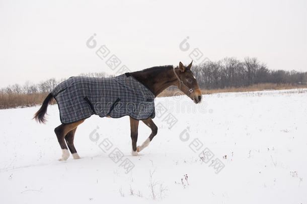 穿着马布的棕色马在雪地上摇摇晃晃地走着