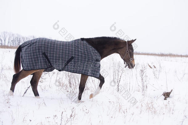 穿着马布的棕色马在雪地上摇摇晃晃地摇晃
