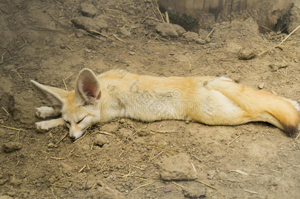 狐狸，大耳朵躺在沙子上