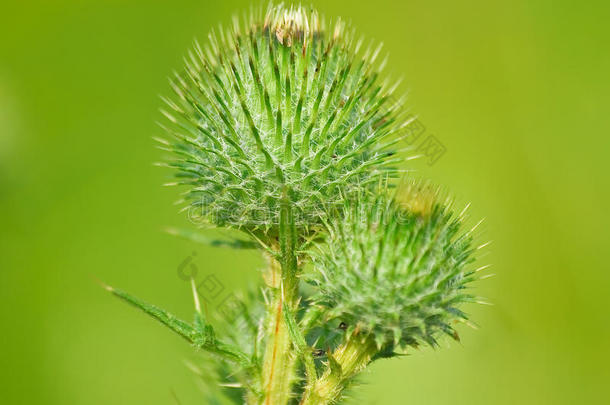 紫菀菊科带刺的开花盛开