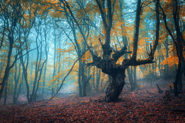 秋天雾中美丽的魔法森林。 神秘的木头。 <strong>童话故事</strong>