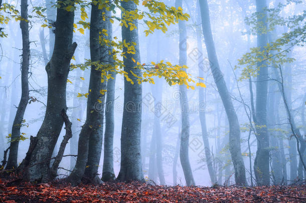 秋天雾中美丽的魔法森林。 神秘的木头。 <strong>童话故事</strong>