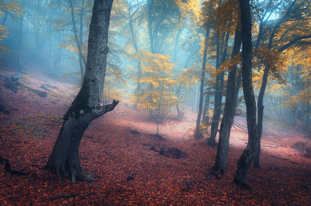 秋天雾中美丽的魔法森林。 神秘的木头。 童话故事