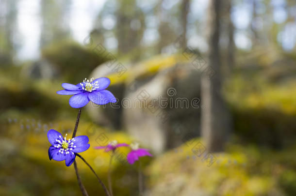 春季景观中的肝银莲花