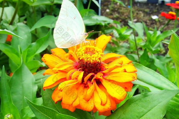 雨后的花和蝴蝶