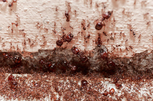 小心人群大蚂蚁，他们住在家里