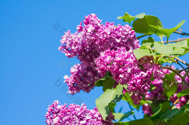 美丽的粉红色，紫色和紫色紫丁香花开特写