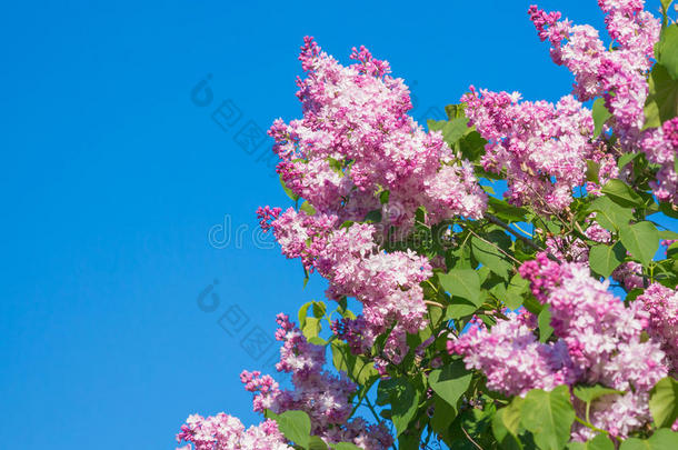 美丽的粉红色，紫色和紫色紫丁香花开特写