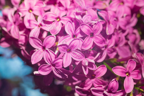 美丽的粉红色，紫色和紫色丁香花在绿叶
