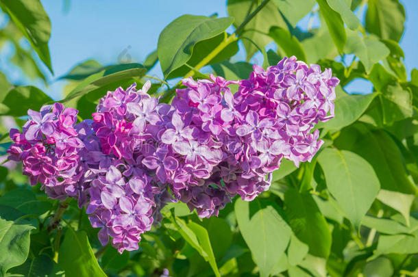 美丽的粉红色，紫色和紫色丁香花在绿叶