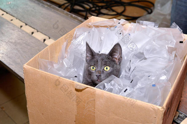 黑猫坐在纸板箱里，包括包装袋的事实