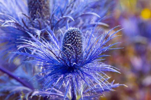 比利时橄榄海冬青花，蓝色植物