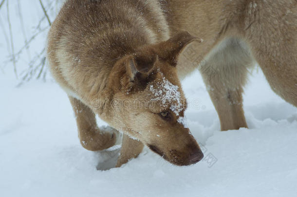 狗在冬天<strong>铲雪</strong>