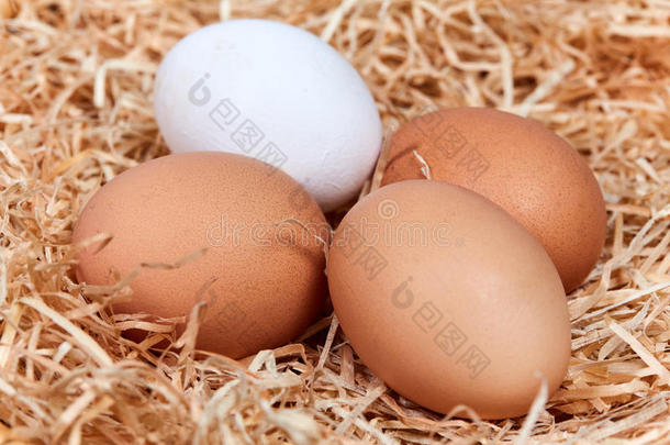 棕色的复活节鸡蛋四新鲜的