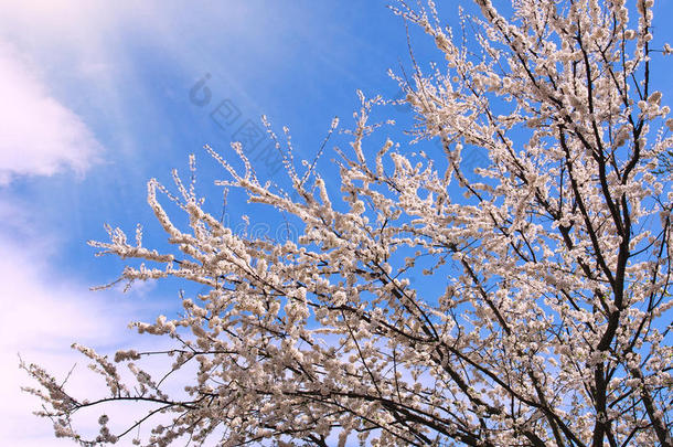 春天开花的树，在蓝天的背景上