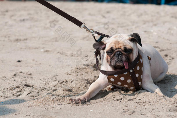 当人们试图拉着小狗在沙滩上游泳时，可爱的狗群眨着眼睛，害怕水海滩